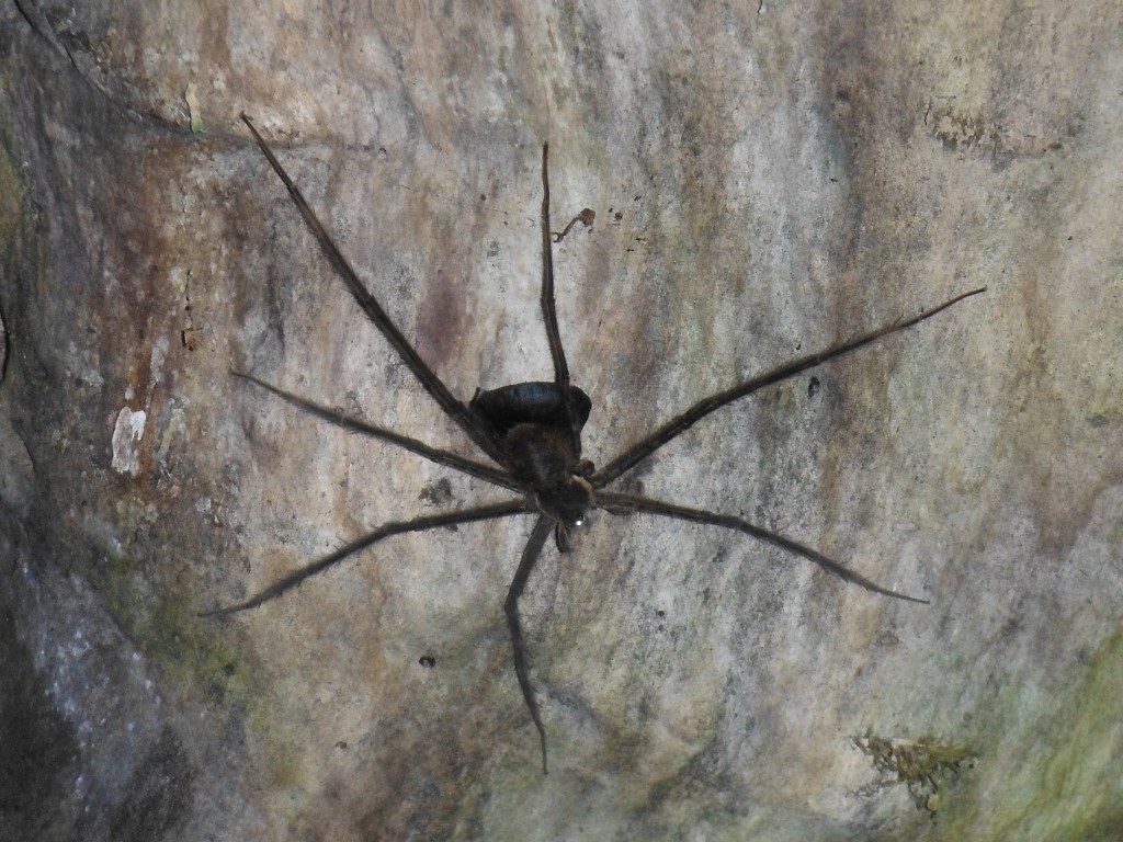 BIG spider!
