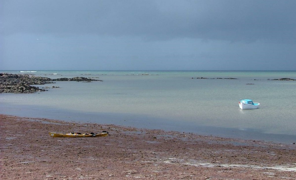 a beach of kelp