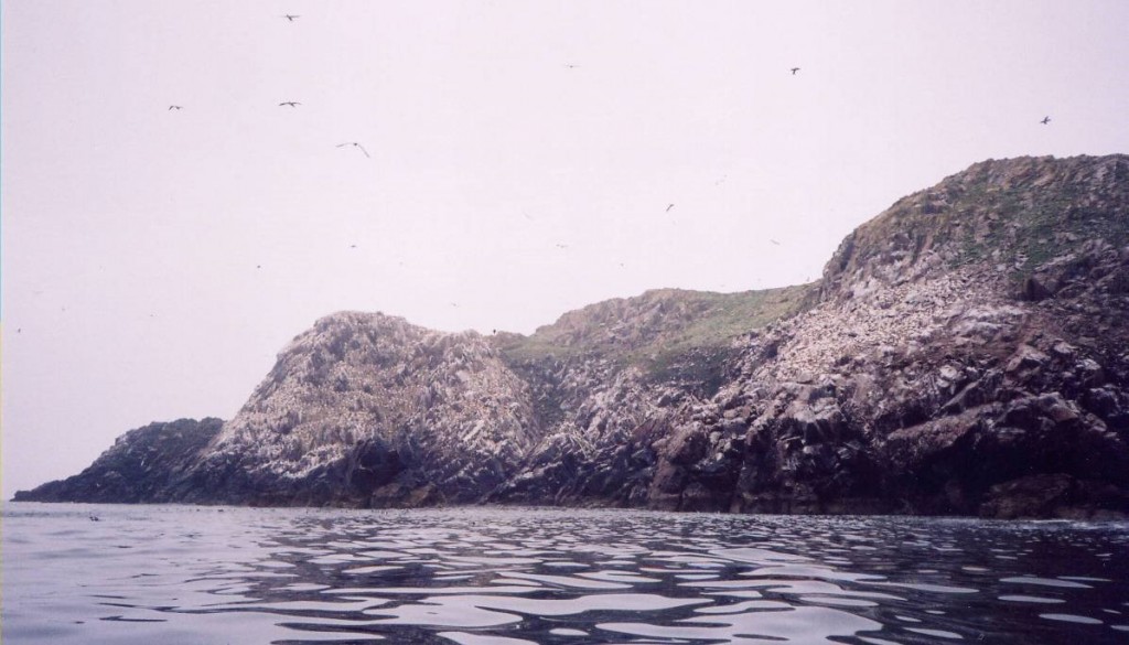 bird city, Great Saltee Island