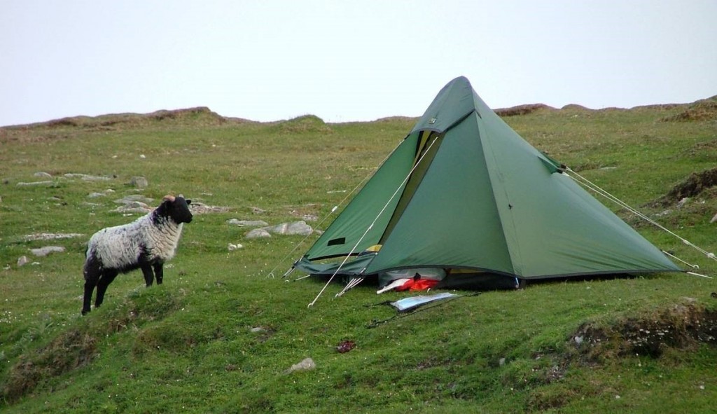 curious sheep, Achill Island