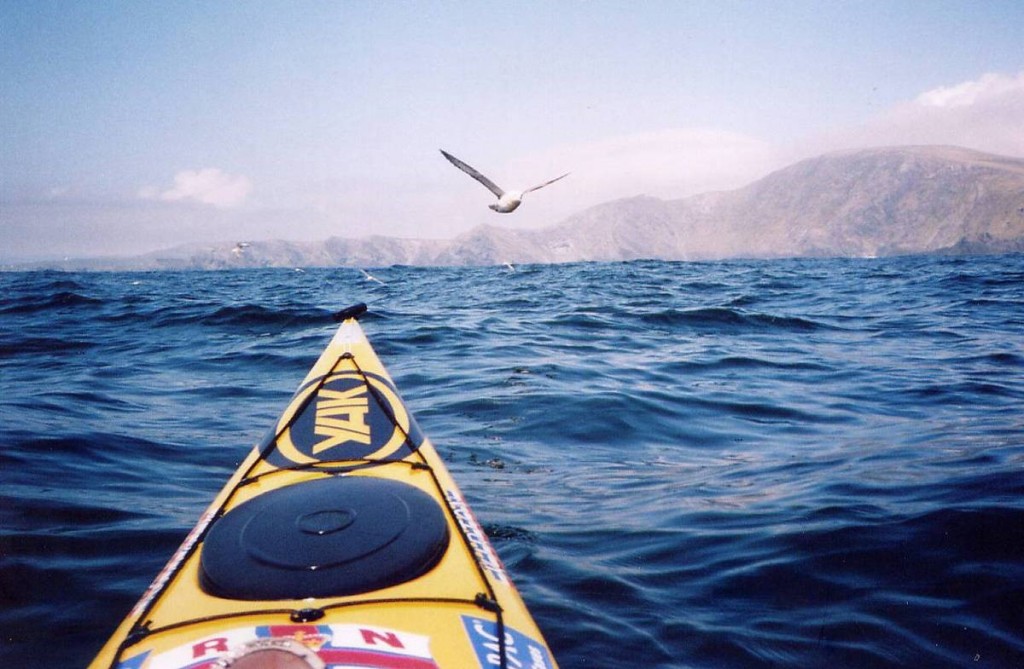 friendly fulmar