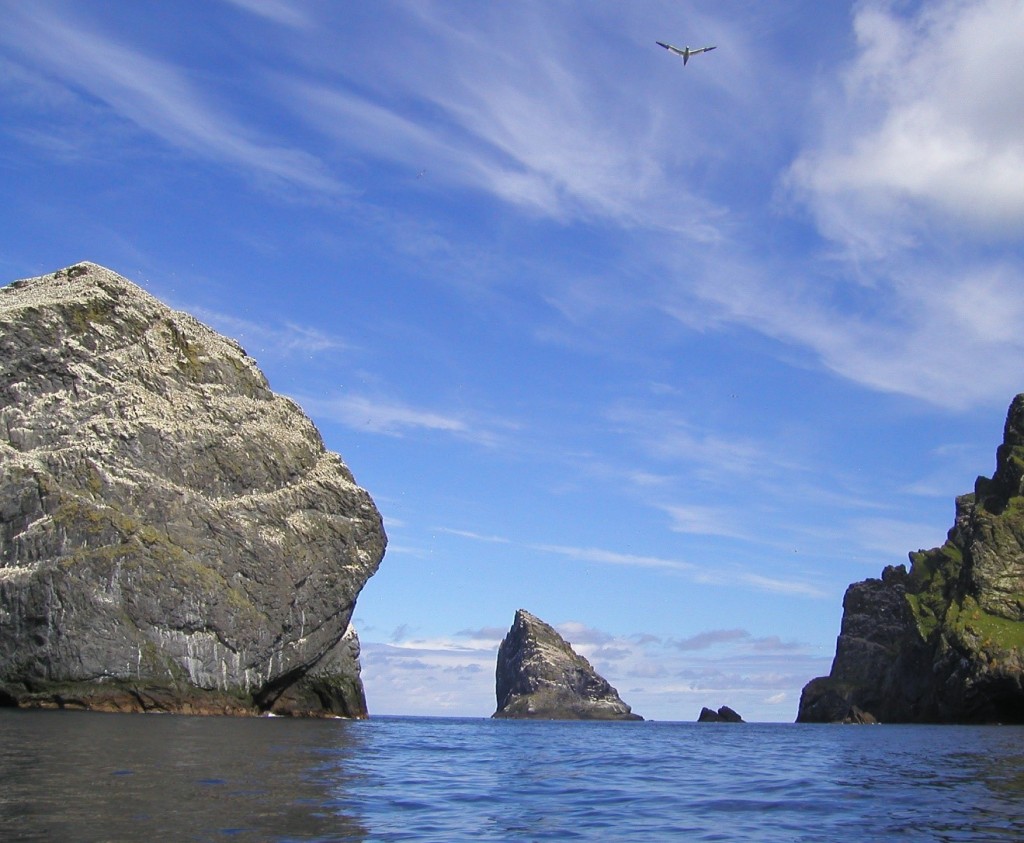 gannet soaring above