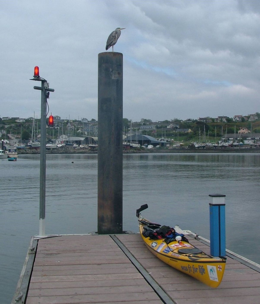 grey heron watching over my kayak