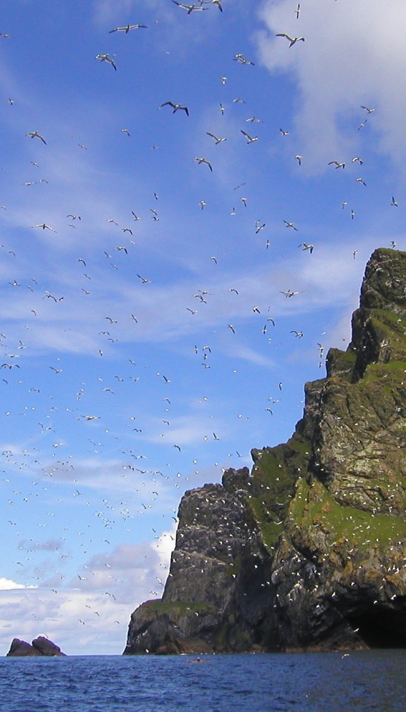 many gannets