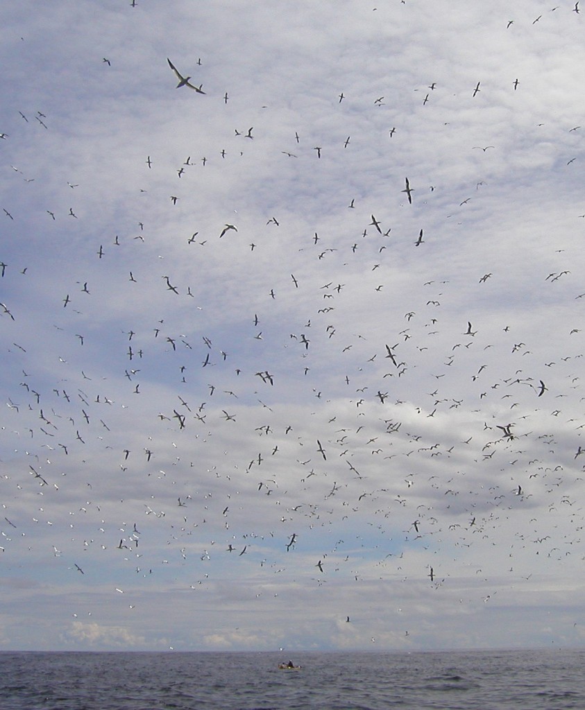 many many gannets