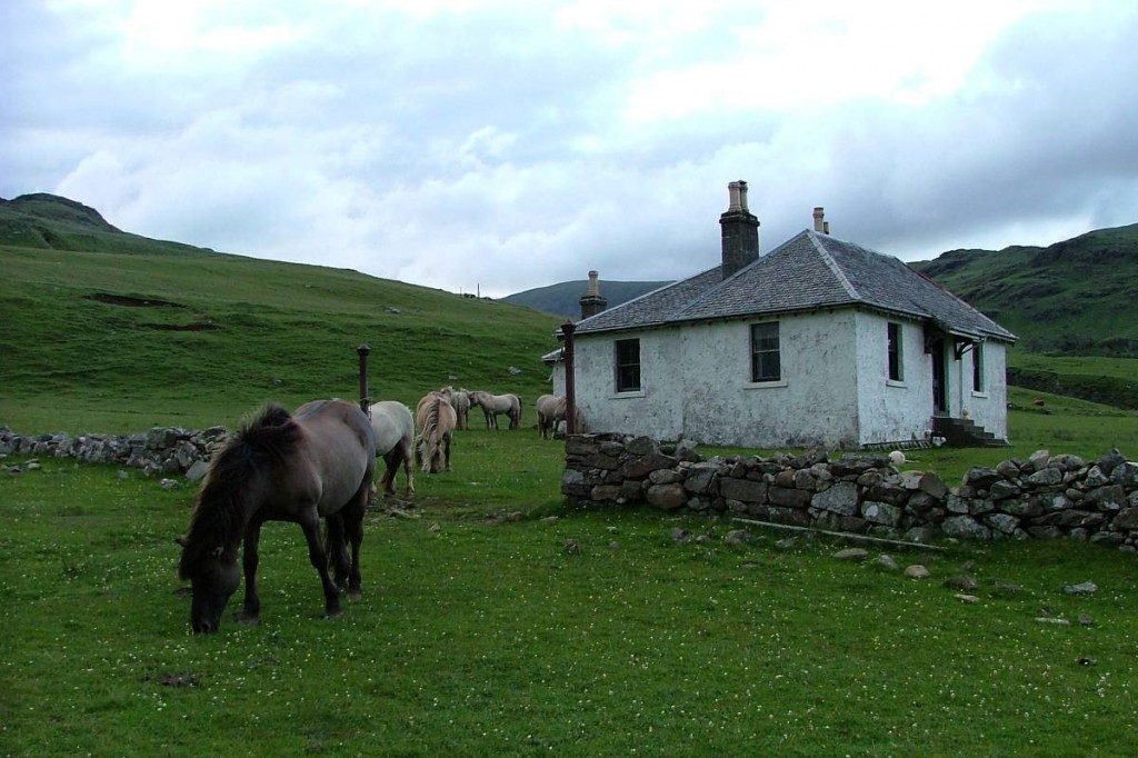 ponies, Rhum
