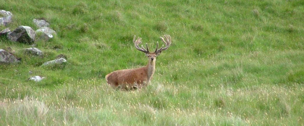 red deer, Rhum