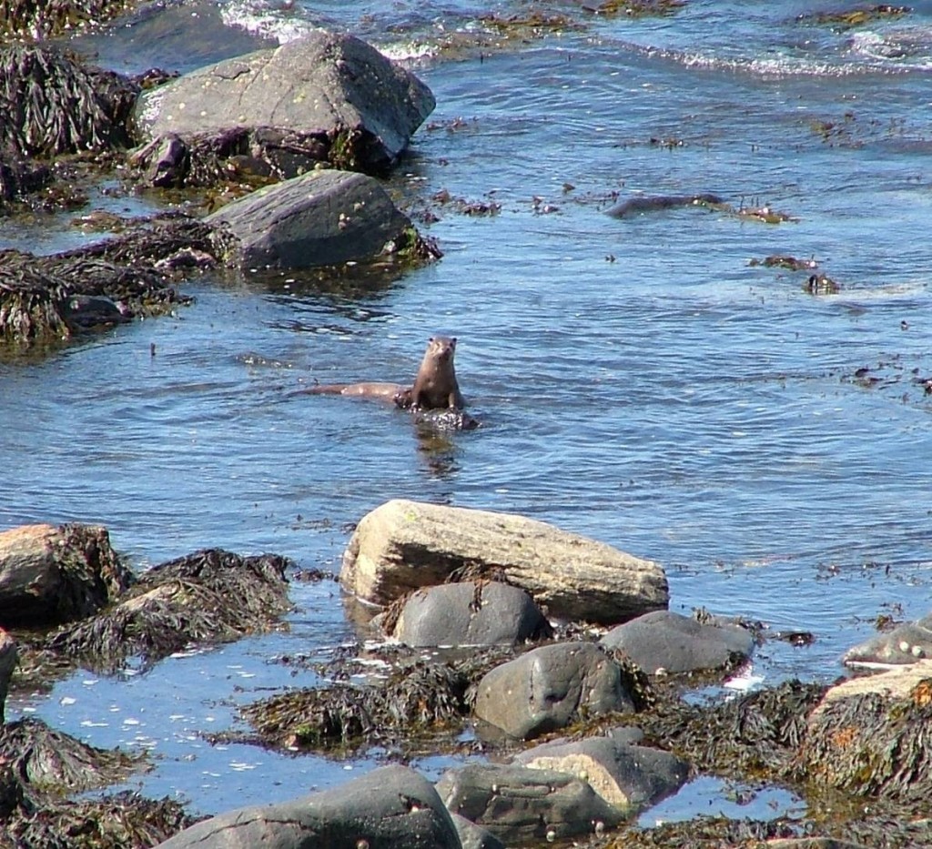 river otter, Griminish Point, North Uist