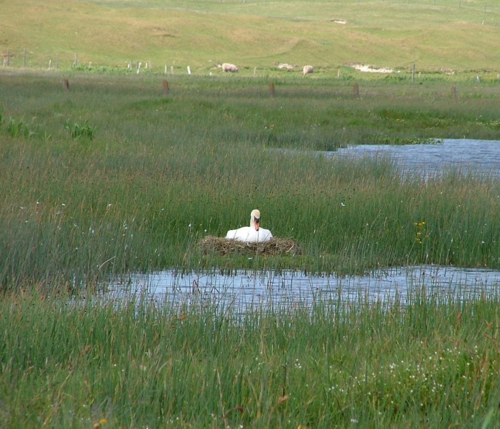 swan's nest, Mullet Peninsular