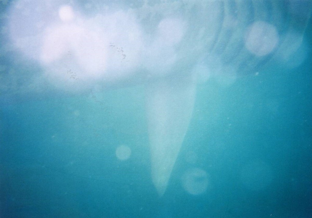 underwater shot of a basking shark