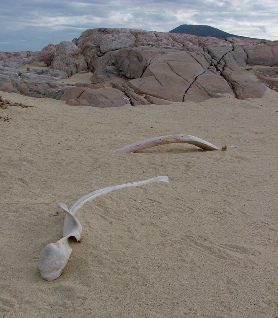 whale bone