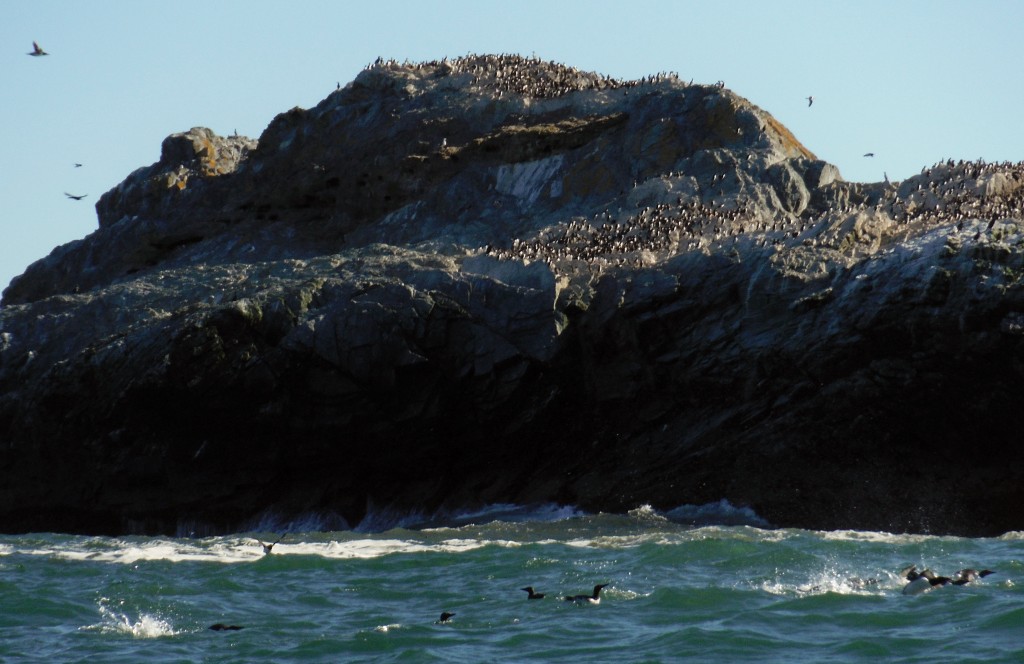 Thousands of murres roosting on the reefs off Trinidad Head