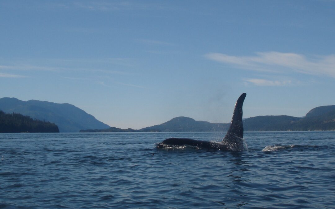 Vancouver Island Record Attempt